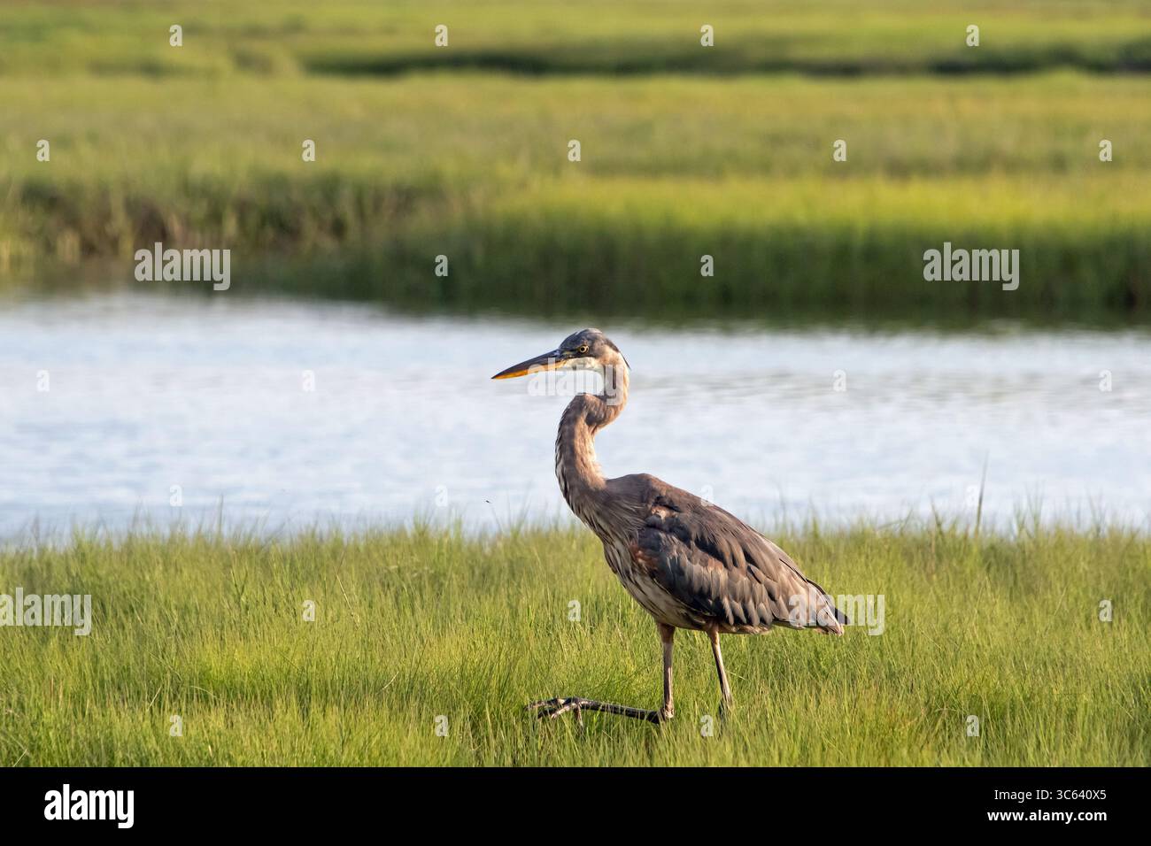 Airone blu (Ardea erodiade) Foto Stock