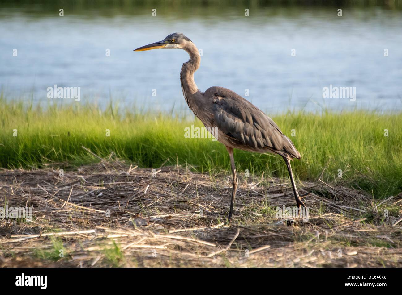 Airone blu (Ardea erodiade) Foto Stock