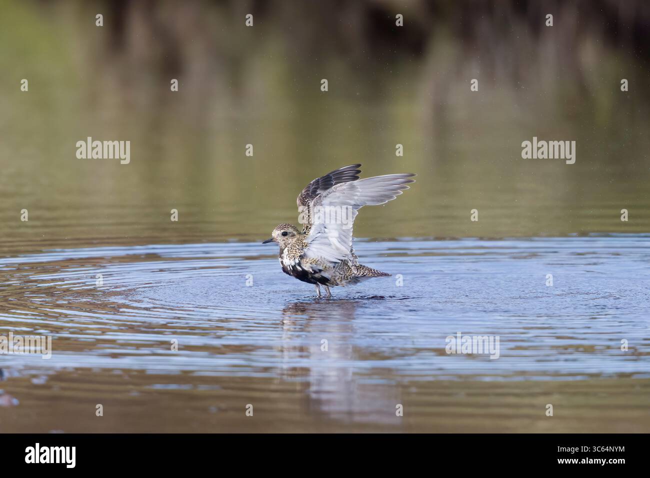 Golden Plover in una piscina sulle Shetlands in Scozia Foto Stock