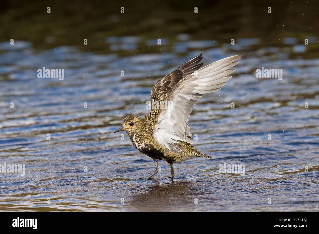 Golden Plover in una piscina sulle Shetlands in Scozia Foto Stock
