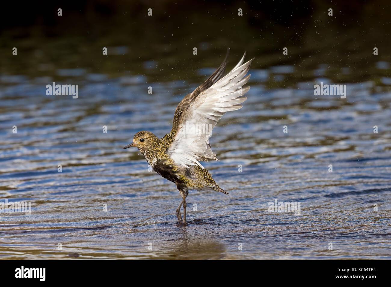 Golden Plover in una piscina sulle Shetlands in Scozia Foto Stock