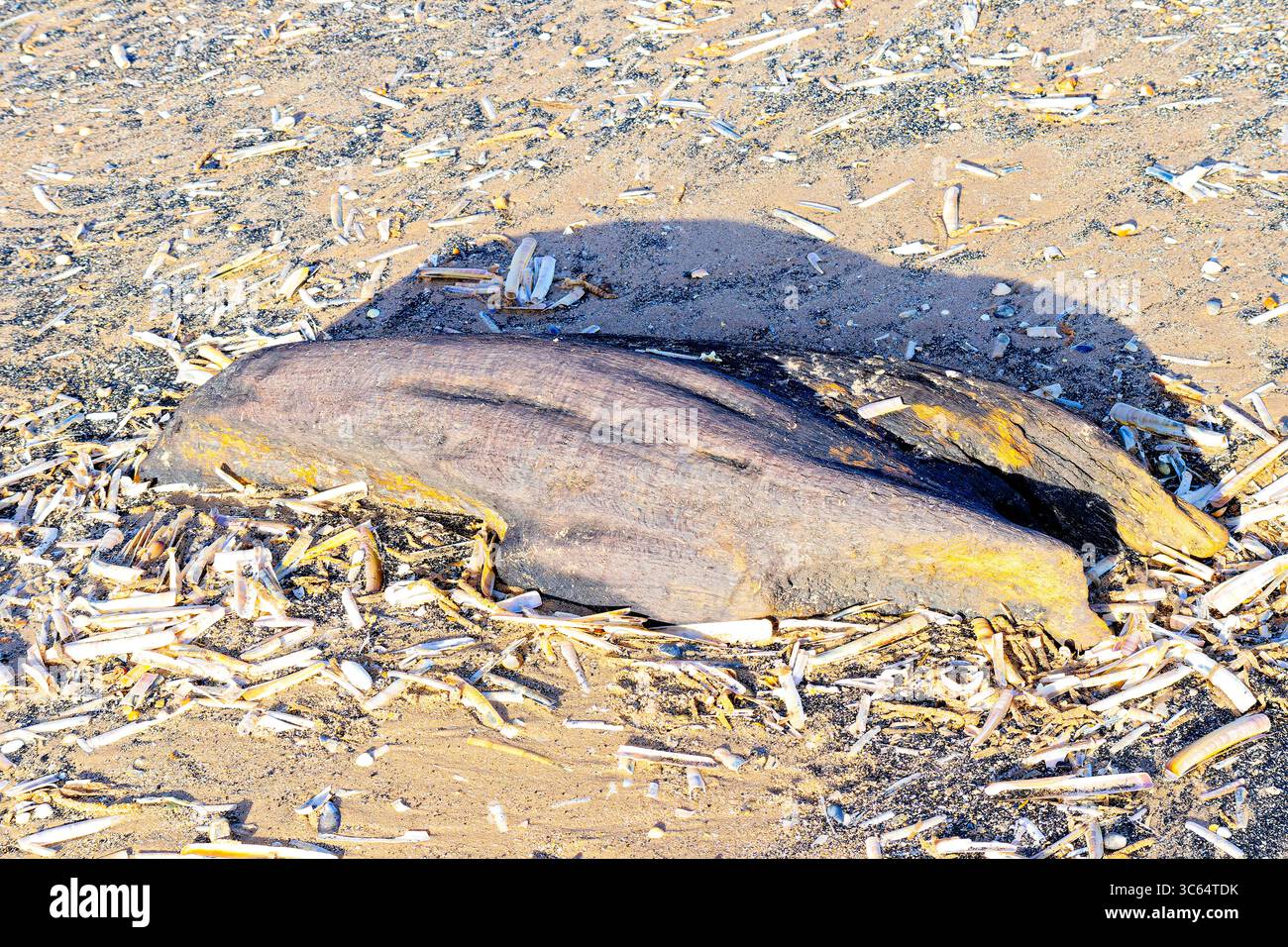 Un grande pezzo di legno di mare intemprato parzialmente sepolto nella sabbia, circondato da un'abbondanza di conchiglie di vongole sparsi per tutta la spiaggia. Foto Stock