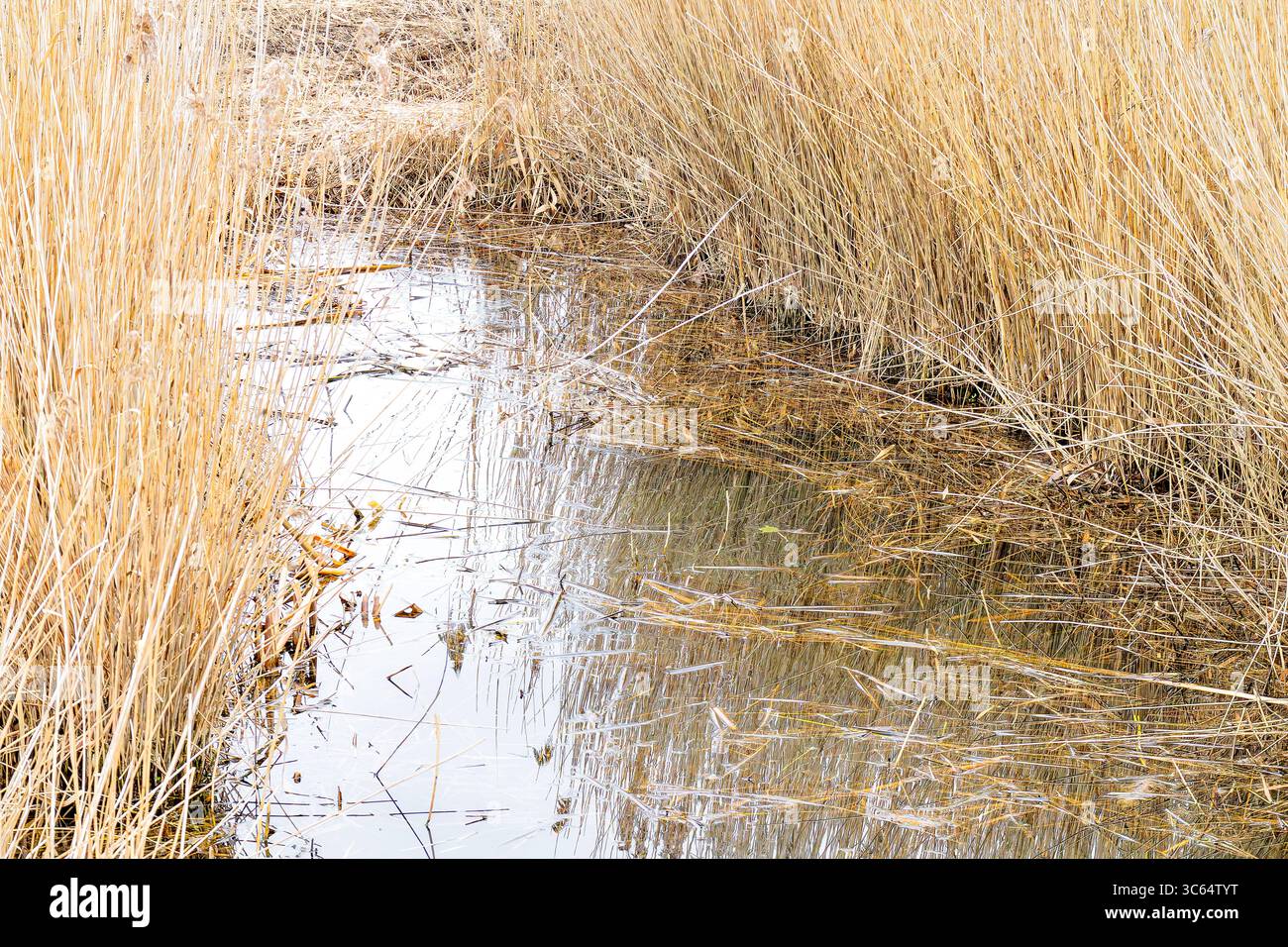 Denso supporto di canne dorate che fiancheggiano il bordo di un canale d'acqua riflettente. Foto Stock