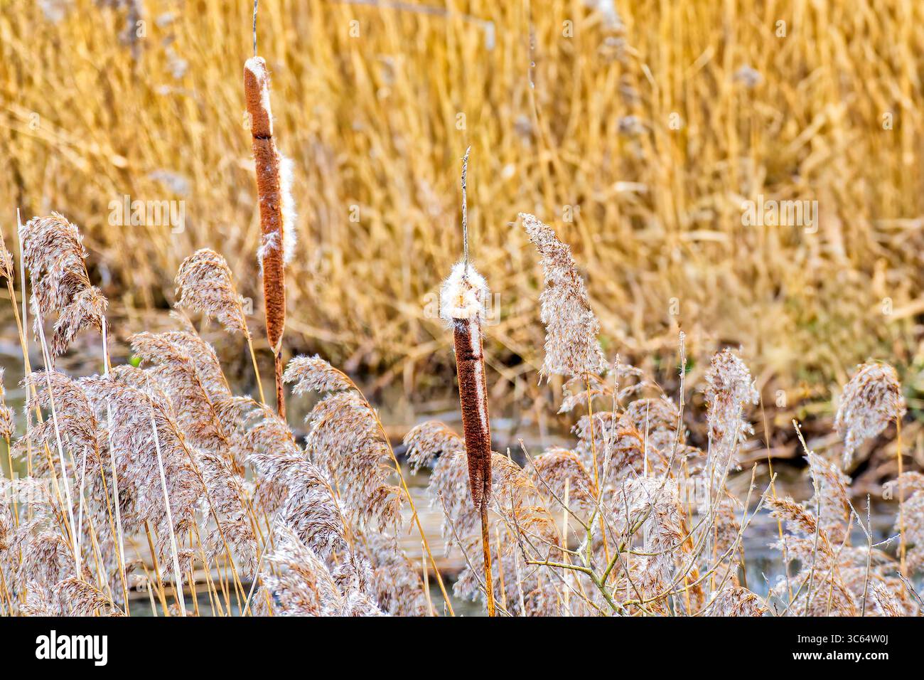 La ricca consistenza e la sottile bellezza delle comuni macchie (bulrushes) e delle teste di canne circostanti. Foto Stock