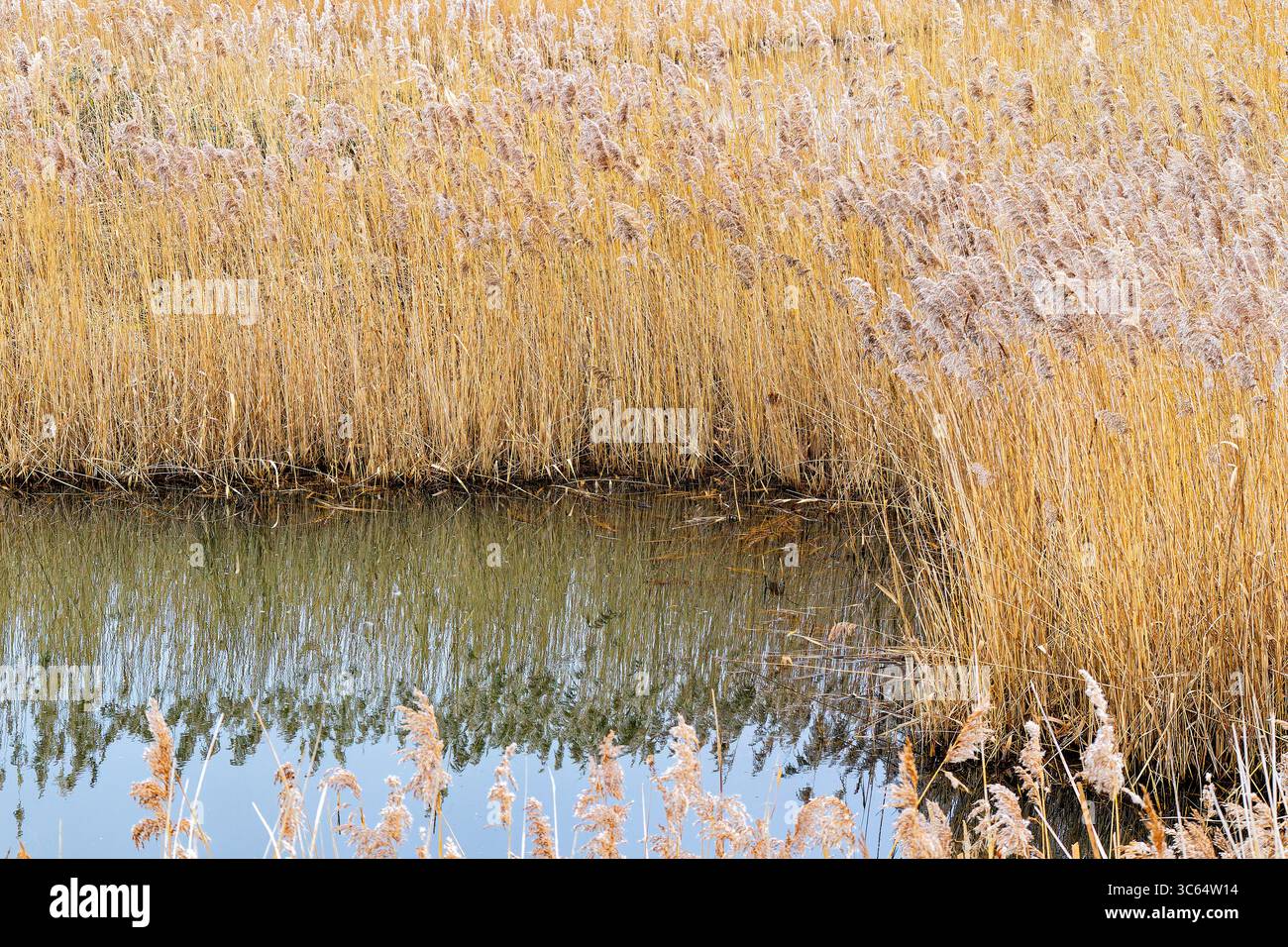 Denso supporto di canne dorate che fiancheggiano il bordo di un canale d'acqua riflettente. Foto Stock