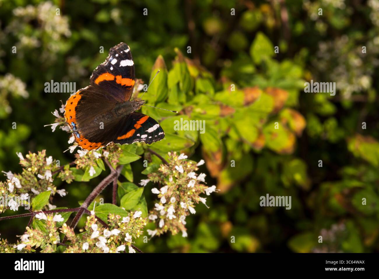 Farfalla rossa ammiraglio, Vanessa atalanta. Foto Stock
