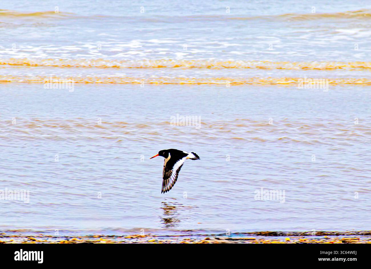 Un Oystercatcher eurasiatico a metà volo appena sopra il litorale ondulato Foto Stock