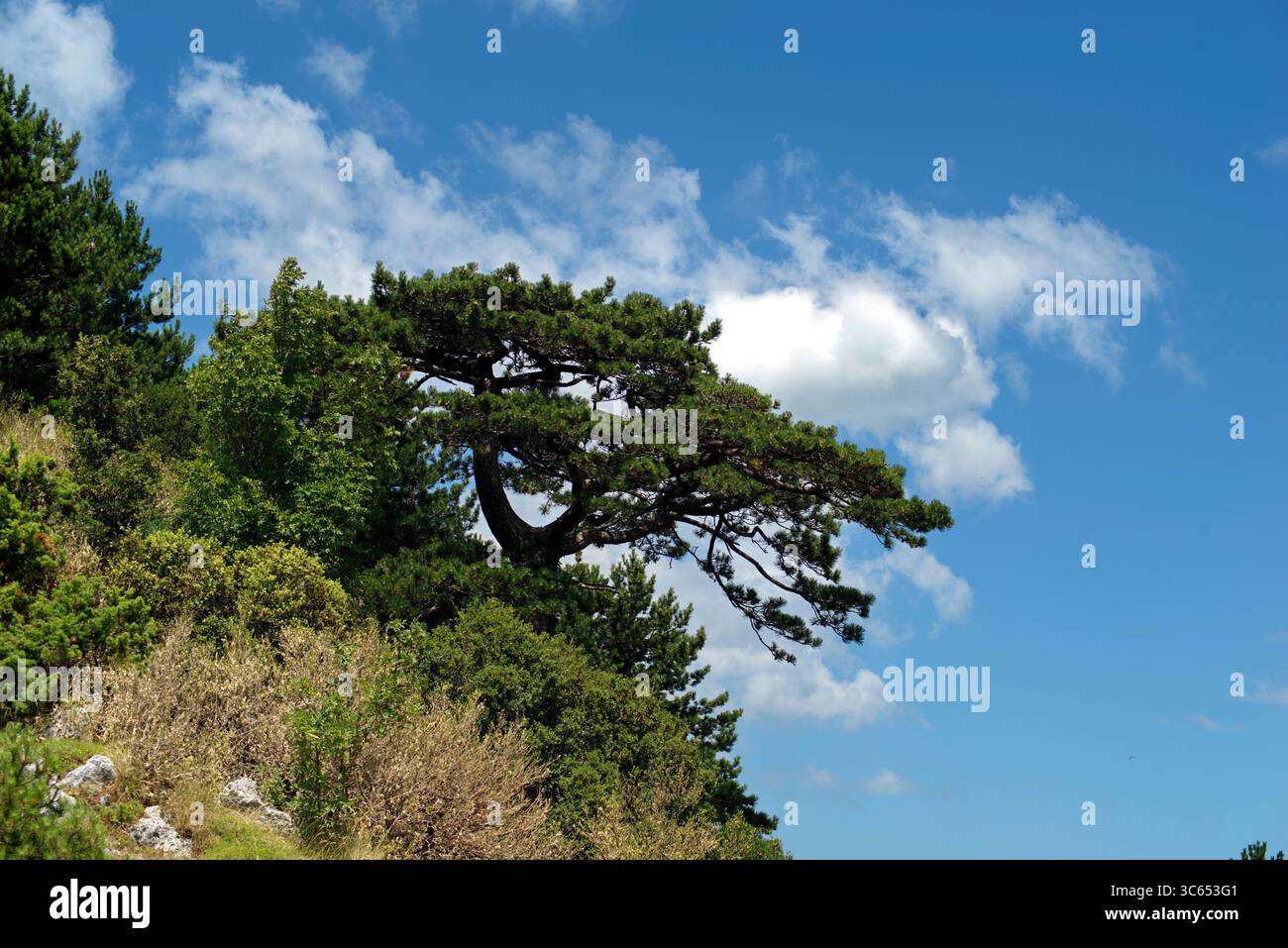 Vista degli alberi e della vegetazione lungo la strada del Llogara passo tra Valona e Dhermi Foto Stock