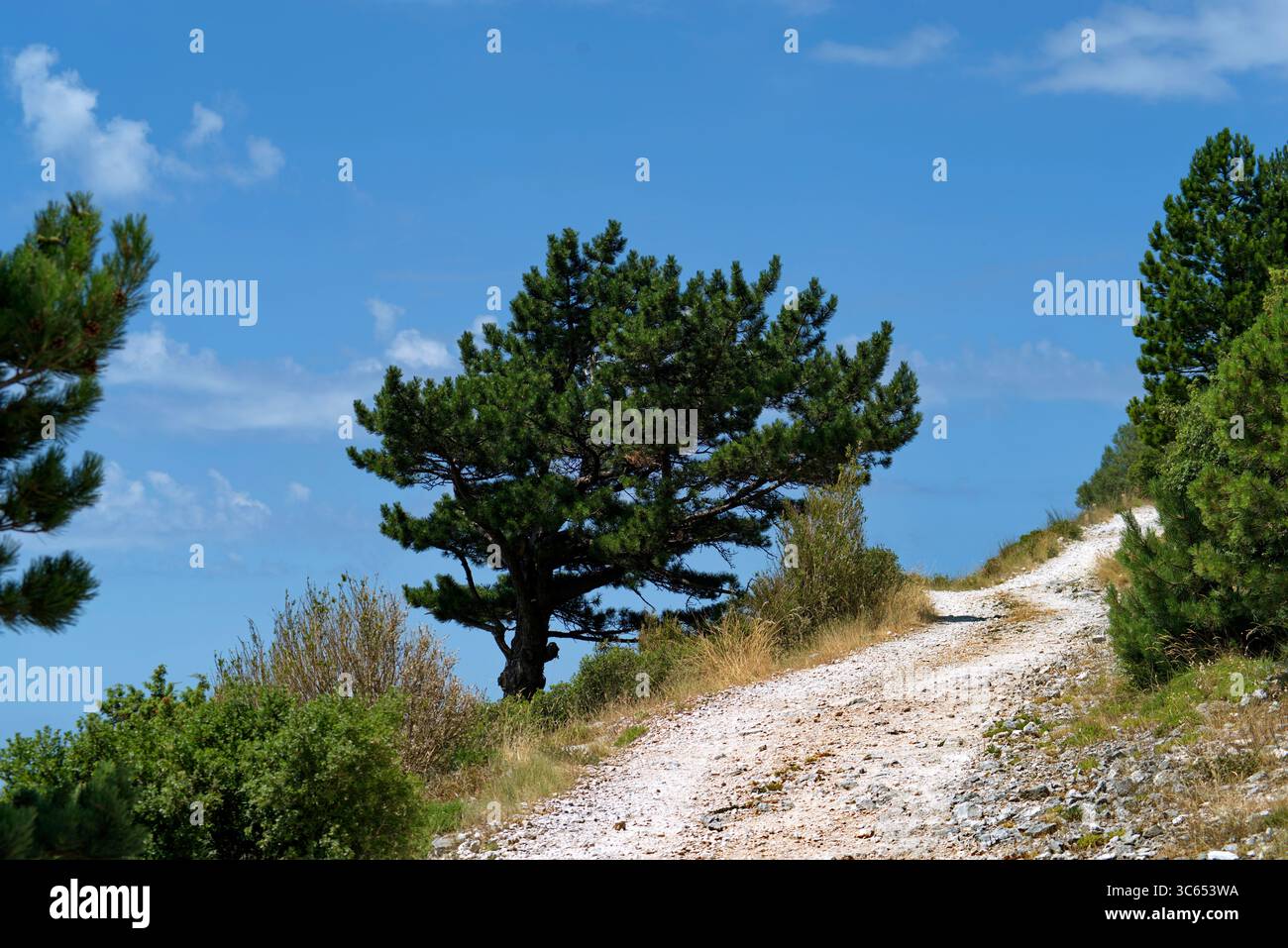 Vista degli alberi e della vegetazione lungo la strada del Llogara passo tra Valona e Dhermi Foto Stock