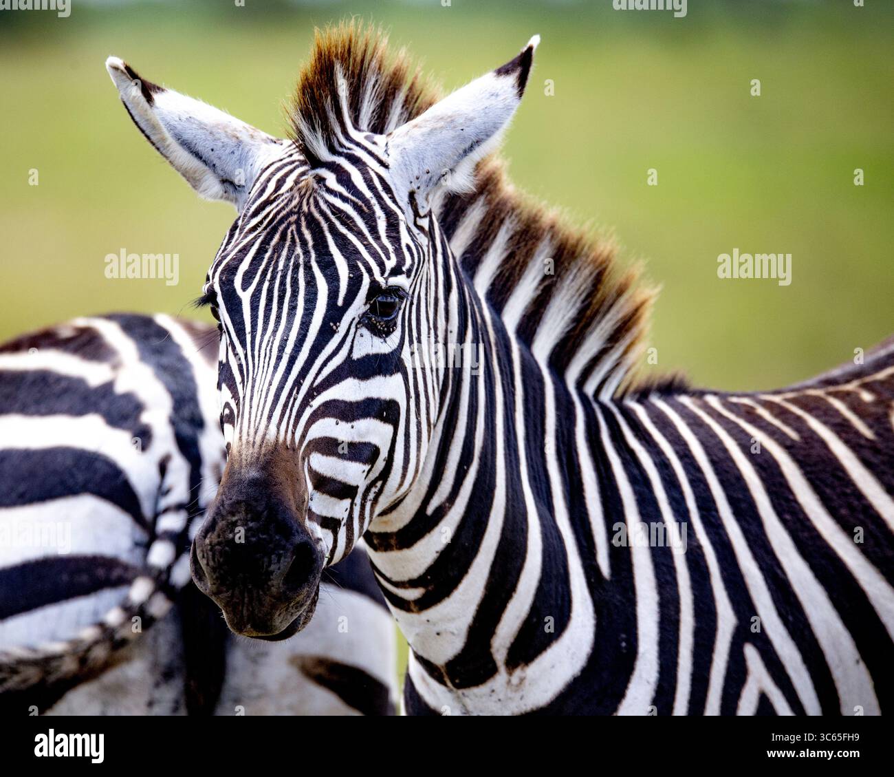 Vista delle sorprendenti strisce bianche e nere di una zebra che contrastano con il verde tenue della savana, i suoi occhi vigili catturano l'essenza della fauna selvatica, Nairobi, Nairobi County, Kenya. Foto Stock