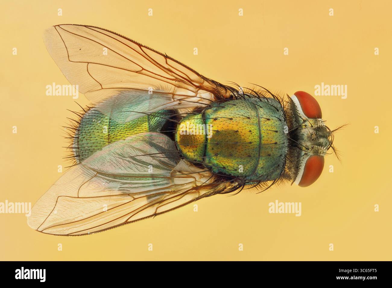 Vista della mosca verde iridescente e scintillante con ali delicate e occhi rossi impressionanti su uno sfondo morbido e dorato, Queens, New York, Stati Uniti. Foto Stock