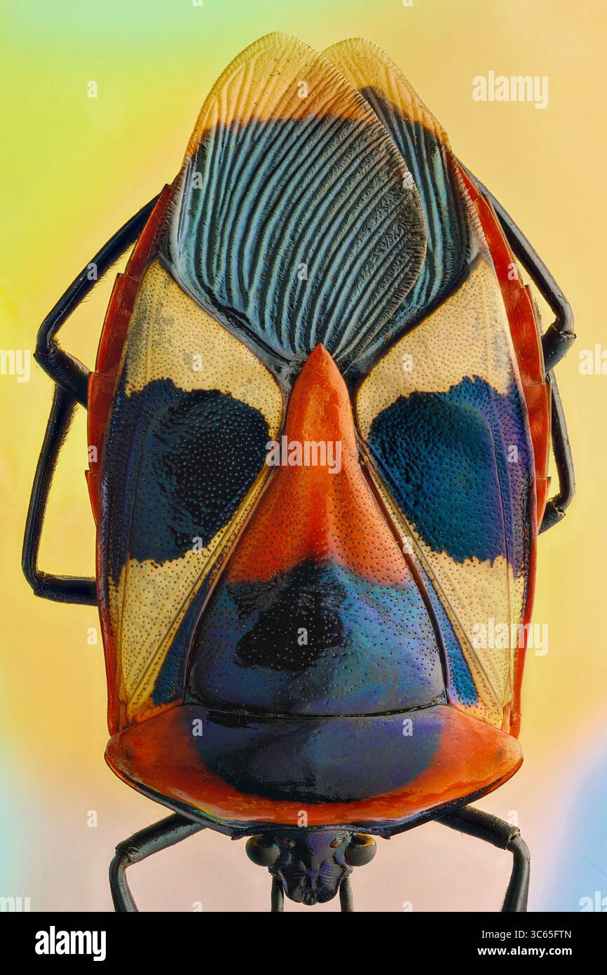 Vista di uno scarabeo coloratissimo con marcature blu e arancioni che creano un vibrante contrasto su uno sfondo morbido e diffuso, Queens, New York, Stati Uniti. Foto Stock