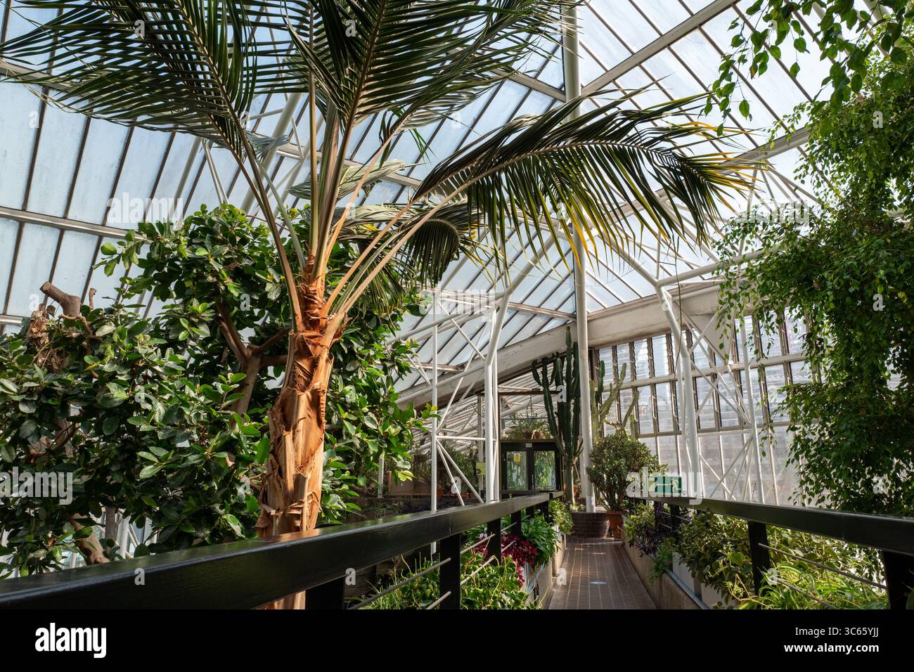 Barbican Conservatory London Tropical Plants Brutalism Foto Stock