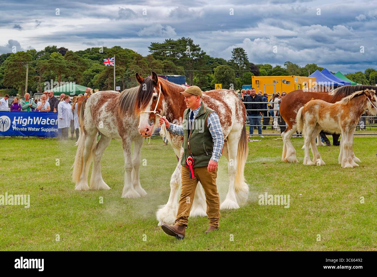 Nairn Agricultural Show Moray Scotland luglio 2025 Clydesdale Horse con nuvole di polvere dai piedi Foto Stock
