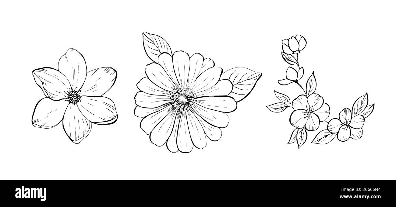 Set di fiori delicati vettoriali. Profilo lineare dipinto a mano magnolia, plumeria, gerbera sakura. Clipart grafico isolato. Botanico, tatuaggio e matrimonio Illustrazione Vettoriale