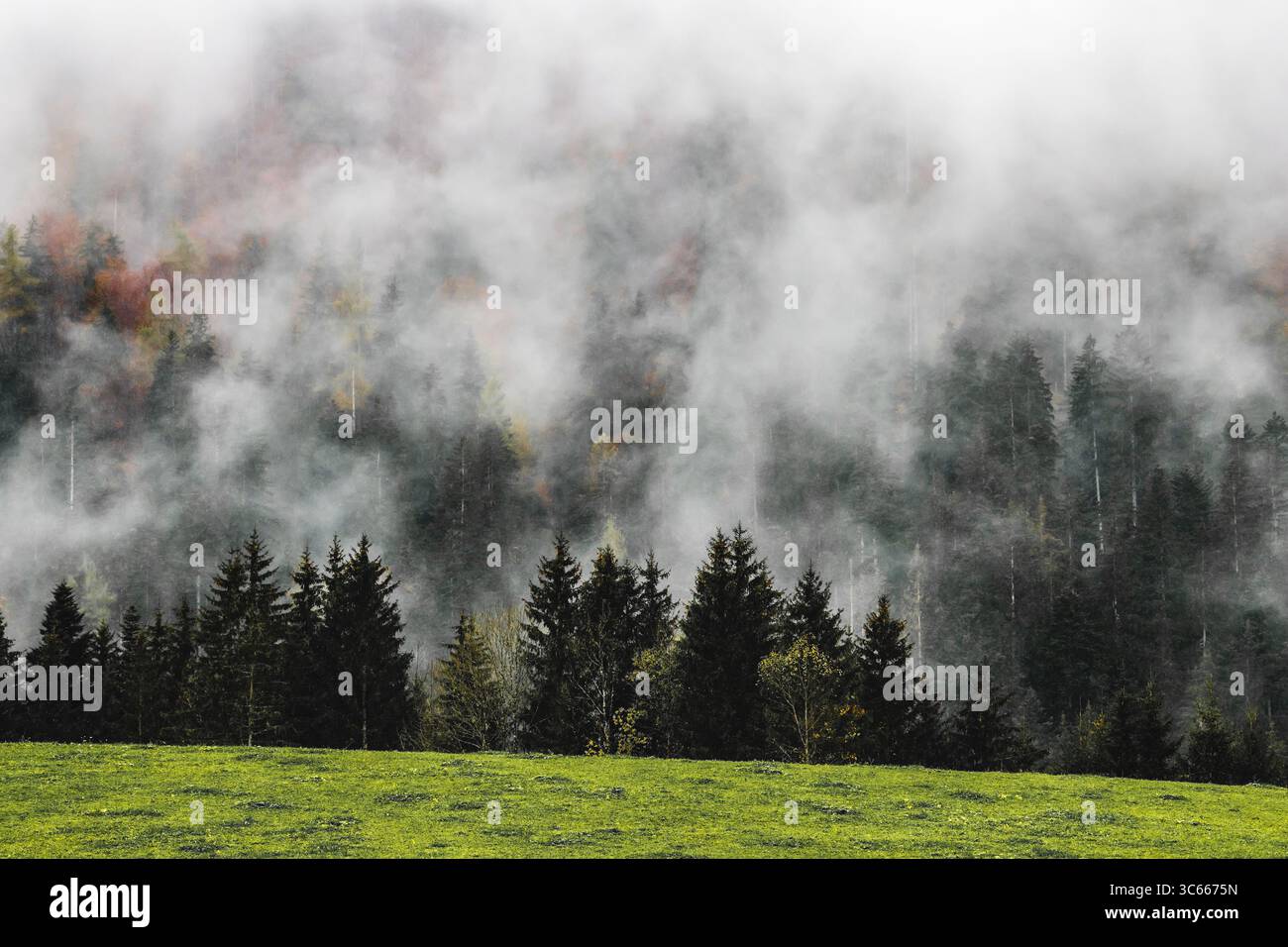 Vista di una fitta foresta di alberi sempreverdi e di sempreverdi avvolti dalla nebbia che si innalzano nel cielo da un vibrante prato verde, Volgau, Austria. Foto Stock