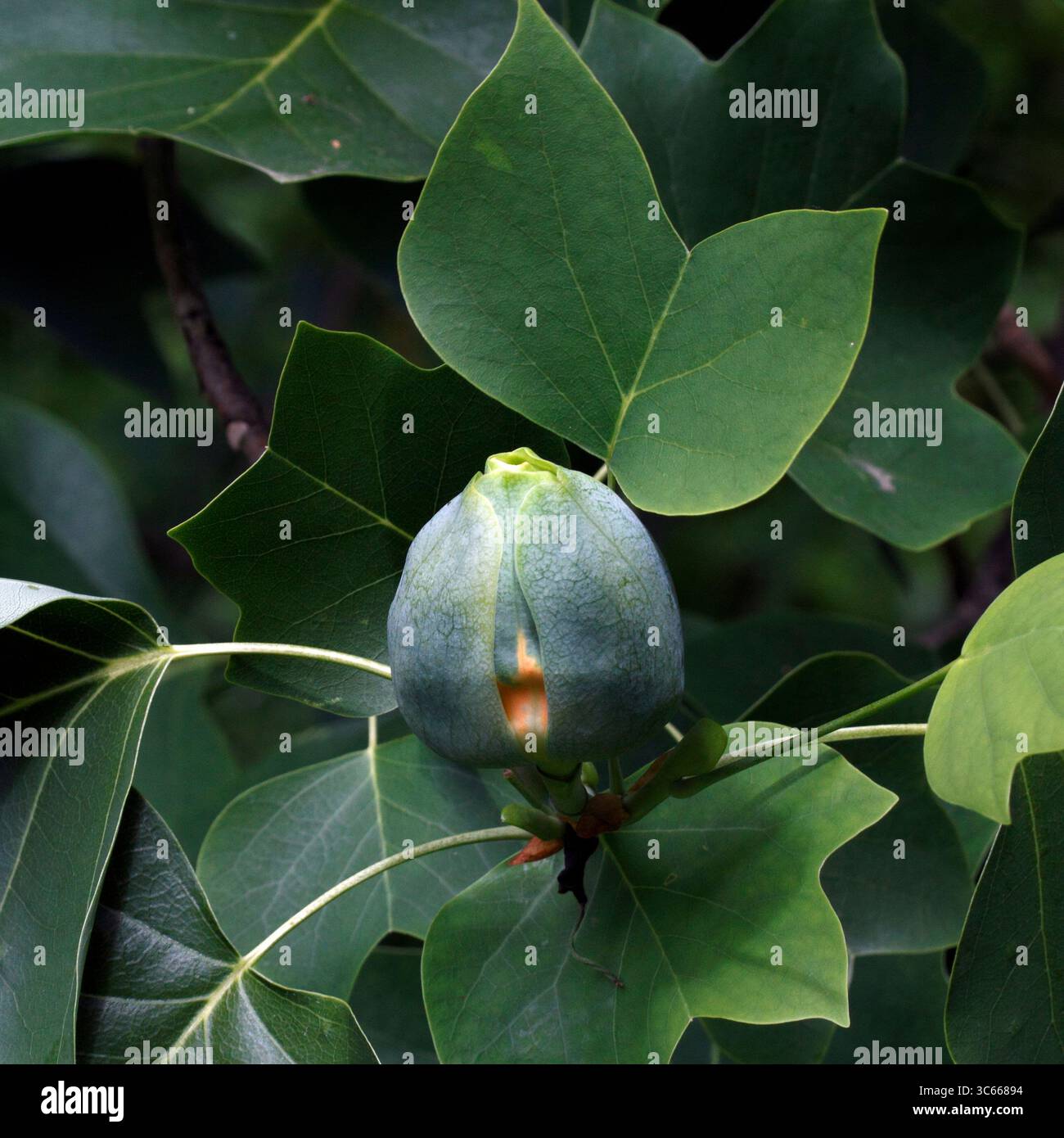 Albero dei tulipani. Liriodendron tulipifera, Flower sta per aprirsi. Foto Stock