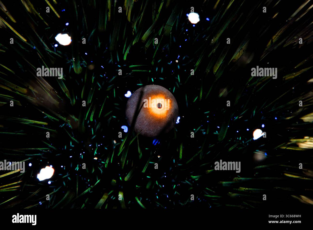 Vista di un riccio di mare piccante, le sue spine scure che incorniciano un punto centrale simile ad un occhio, tra la vibrante vita sottomarina del mondo, Pemuteran, Bali, Indonesia. Foto Stock