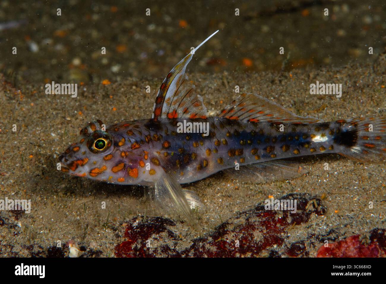 Vista di un vivace pesce di goby, con le sue impressionanti macchie arancioni e pinne traslucide, freccette attraverso il fondale sabbioso di Pemuteran, Bali, Indonesia. Foto Stock