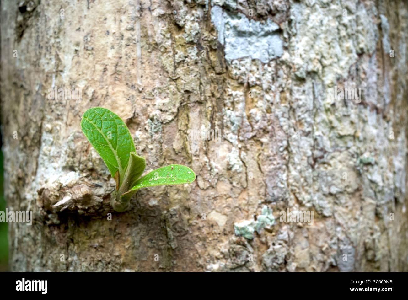 Un colpo di teak sul tronco di teak, Tectona grandis. Foto Stock