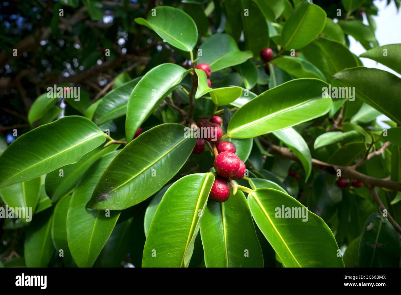 Frutti di fico di Banyan, frutti di Ficus benjamina o semi sull'albero. Foto Stock