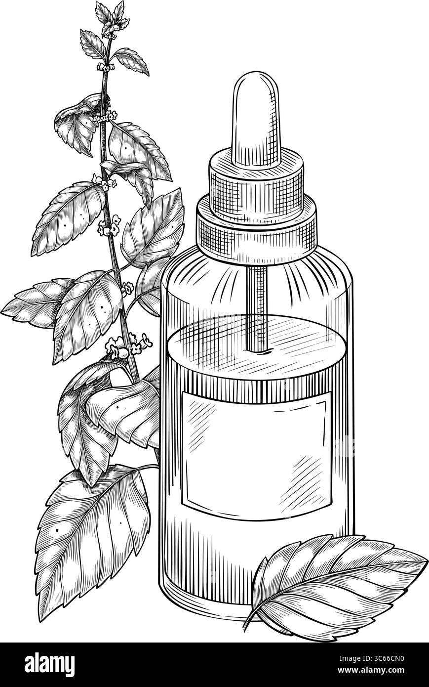 Flacone contagocce in vetro con pianta di balsamo al limone e foglie di menta disegnate in stile botanico vintage. Illustrazione vettoriale dell'olio essenziale per la medicina a base di erbe, l'aromaterapia, i cosmetici o il design apothecary. Illustrazione Vettoriale