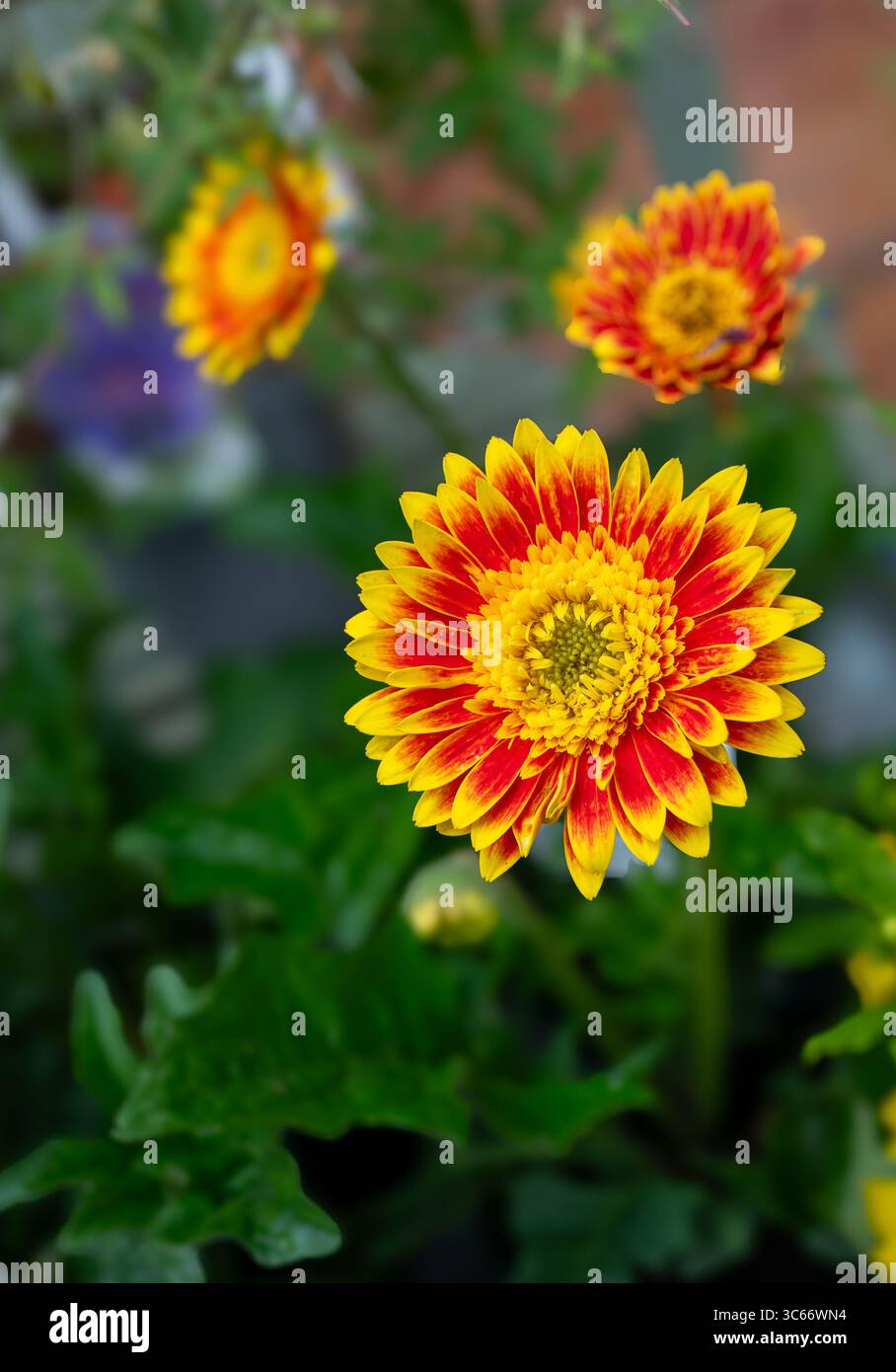 Gerbera Garvinea, Sweet Blaze, fiore coltivato perenne. Foto Stock
