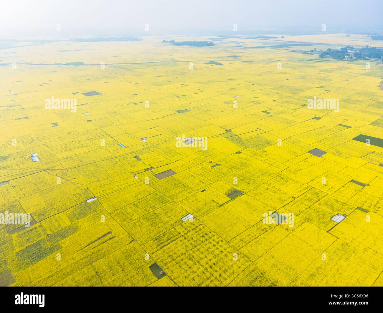 Veduta aerea dei campi di senape illuminati dal sole che si estendono attraverso il paesaggio in una vivida mostra di giallo, creando un vivace arazzo, Sirajganj, Rajshahi Division, Bangladesh. Foto Stock