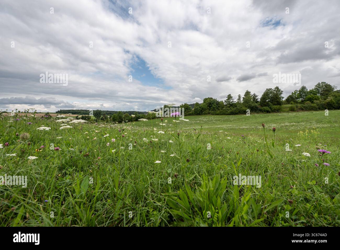Zahlreiche Blumen wachsen auf einer Wiese bei Rottweil. Rottweil Baden-Württemberg Deutschland *** numerosi fiori crescono in un prato vicino a Rottweil Rottweil Baden Württemberg Germania Foto Stock