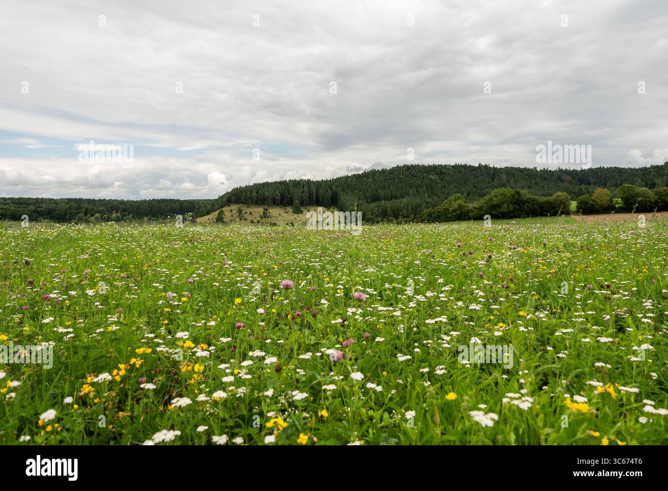 Zahlreiche Blumen wachsen auf einer Wiese bei Rottweil. Rottweil Baden-Württemberg Deutschland *** numerosi fiori crescono in un prato vicino a Rottweil Rottweil Baden Württemberg Germania Foto Stock