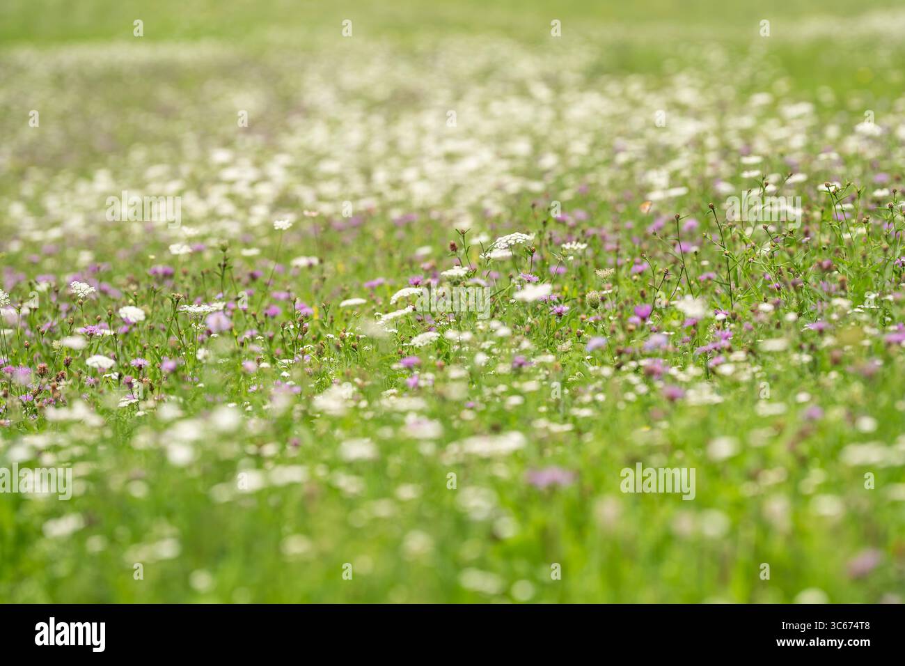 Zahlreiche Blumen wachsen auf einer Wiese bei Rottweil. Rottweil Baden-Württemberg Deutschland *** numerosi fiori crescono in un prato vicino a Rottweil Rottweil Baden Württemberg Germania Foto Stock