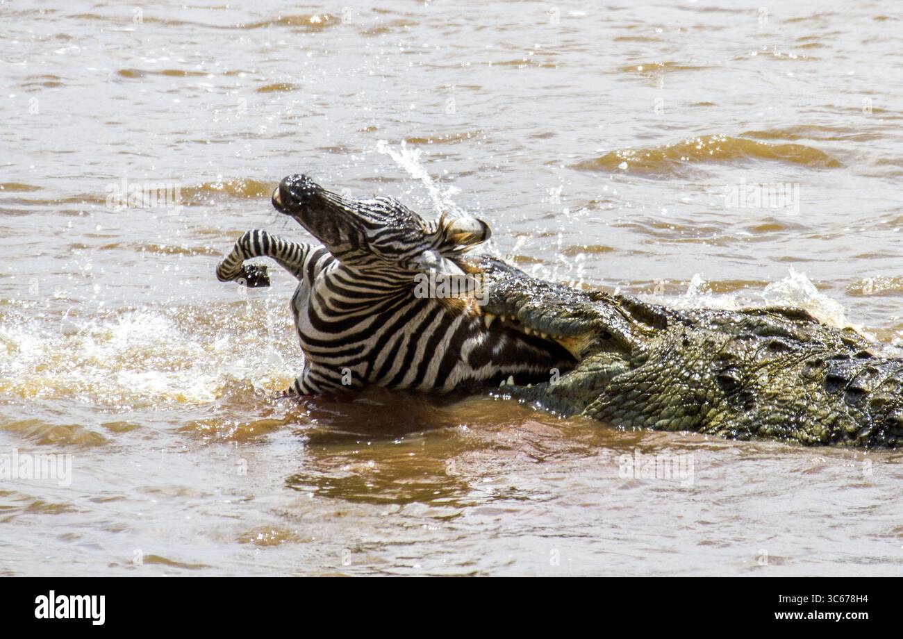 La vista delle mascelle di un coccodrillo si abbatte su una zebra nell'acqua torbida del fiume, una disperata lotta per la sopravvivenza contro la corrente, Narok, Narok, Kenya. Foto Stock
