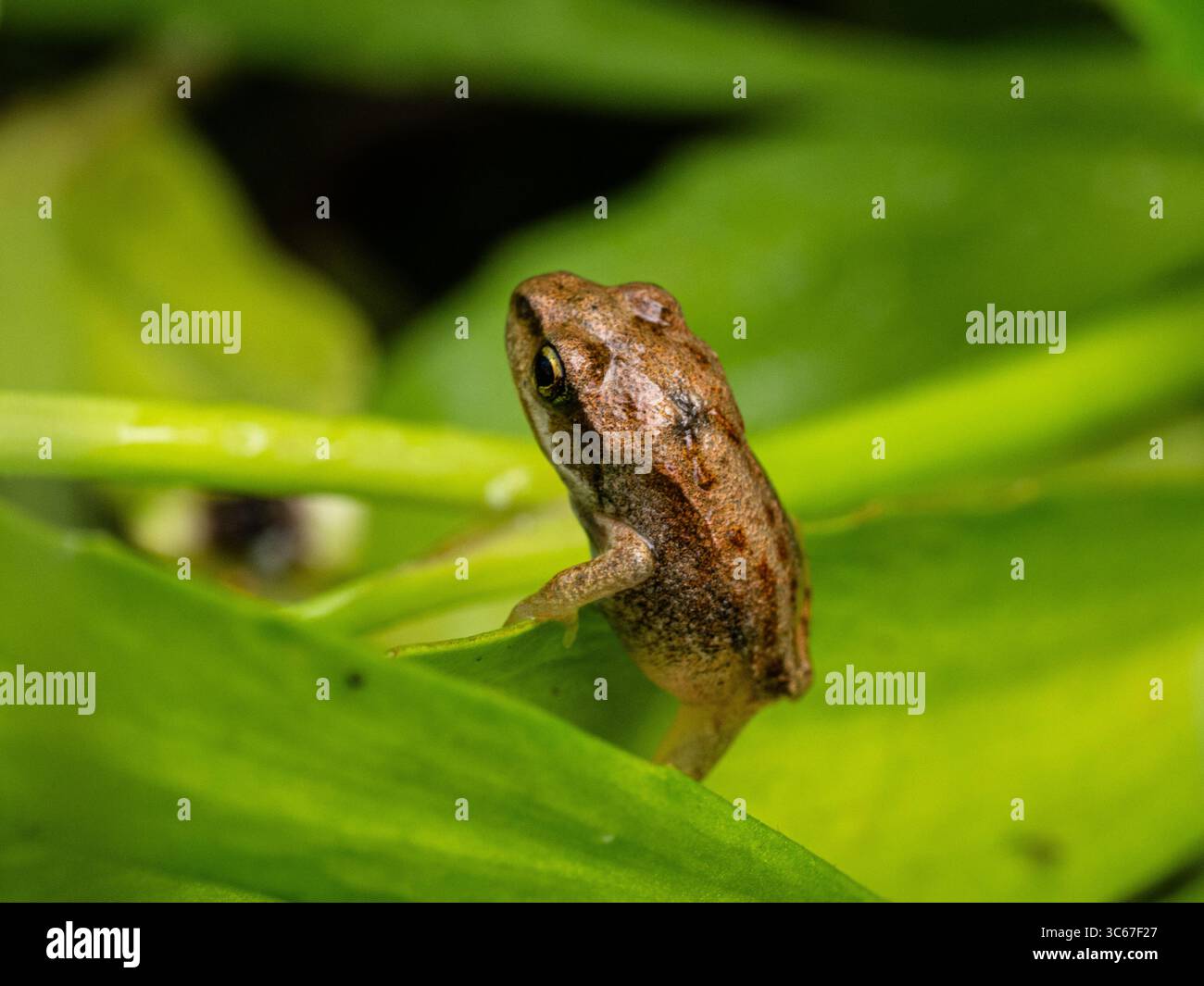 Un primo piano di un giovane froglet che riposa su un pezzo di vegetazione dello stagno Foto Stock
