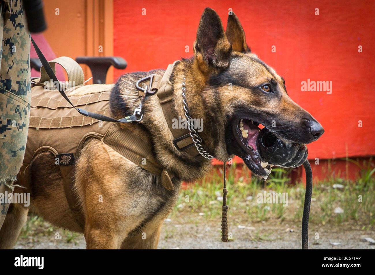 7 maggio 2020 - Giappone - Marines USA con 2nd Battalion, 3rd Marine Regiment, assegnato alla 3rd Marine Division sotto l'Unit Deployment Program, e U.S. Marine Corps Cpl. Rocco Vecchio, un dog handler assegnato al 3rd Law Enforcement Battalion, III Marine Expeditionary Force, debrief dopo aver condotto operazioni militari in addestramento urbano su terreno a Camp Hansen, Okinawa, Giappone, 8 maggio 2020. MOUT garantisce che i Marines rimangano competenti e letali affinando il loro addestramento nelle aree urbane per rispondere ai combattimenti all'interno delle città. (Immagine di credito: © Savannah Mesimer/U.S. Marines/ZUMA Wire/ZUMAPRESS.com) Foto Stock