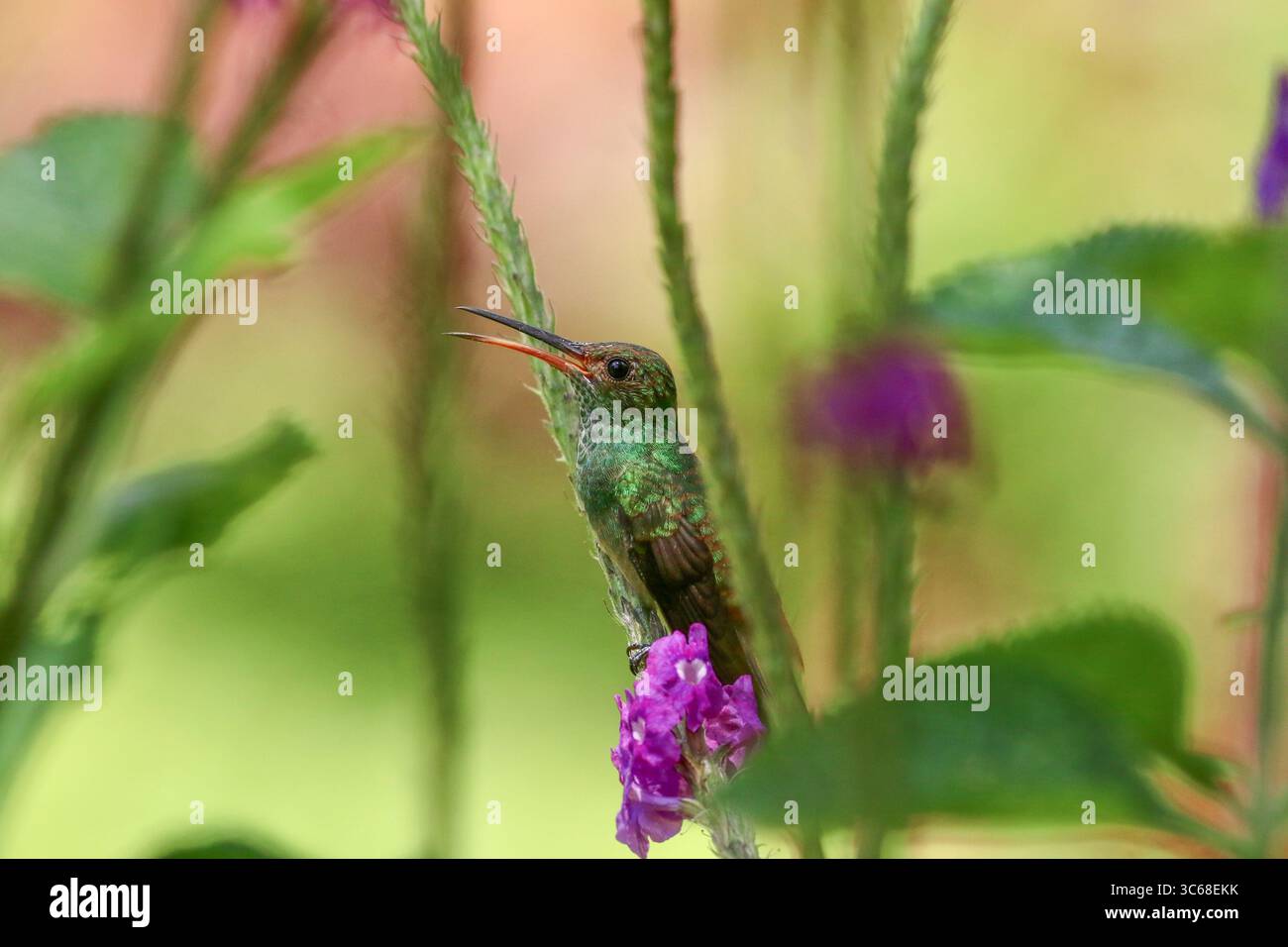 Colibrì dalla coda ruvida - Amazilia tzacatl Foto Stock