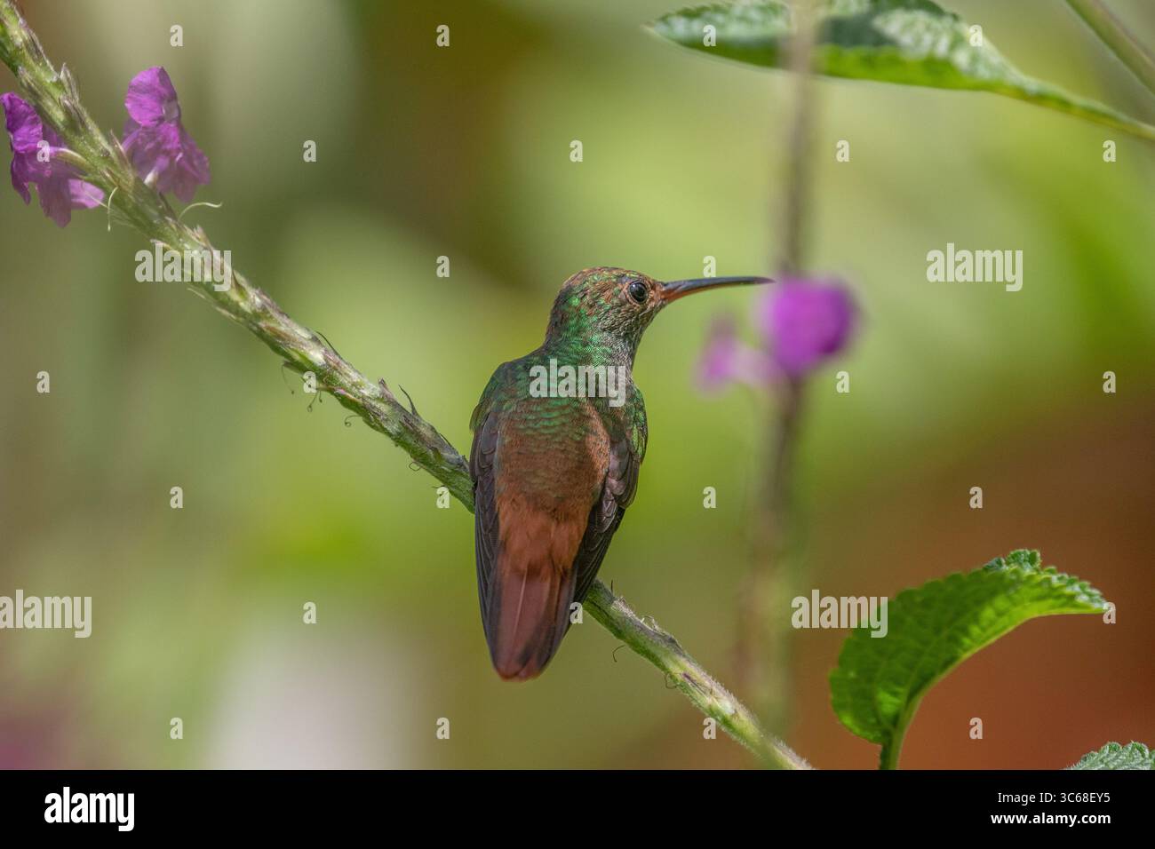 Colibrì dalla coda ruvida - Amazilia tzacatl Foto Stock
