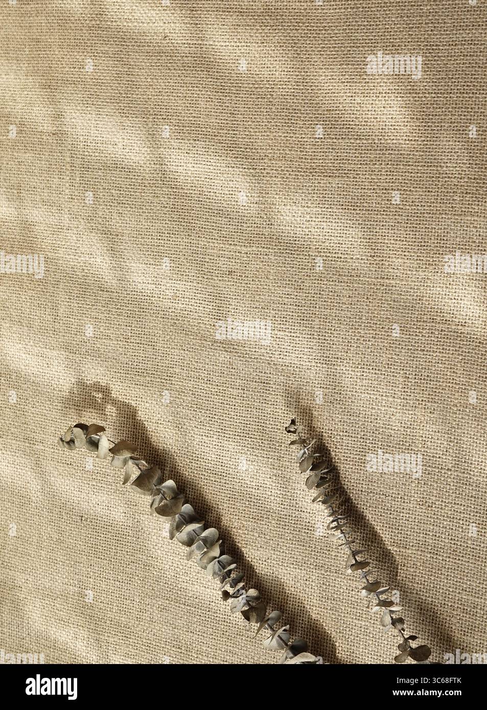 Foto vera scattata con steli floreali asciutti all'eucalipto beige marrone scuro sfondo testurizzato in vimini Foto Stock