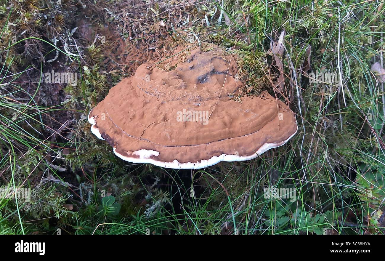Staffa dell'artista (Ganoderma applanatum) da Hidra, Norvegia sud-occidentale a luglio. Foto Stock Staffa dell'artista (Ganoderma applanatum) da Hidra, Norvegia sud-occidentale a luglio. Foto Stock