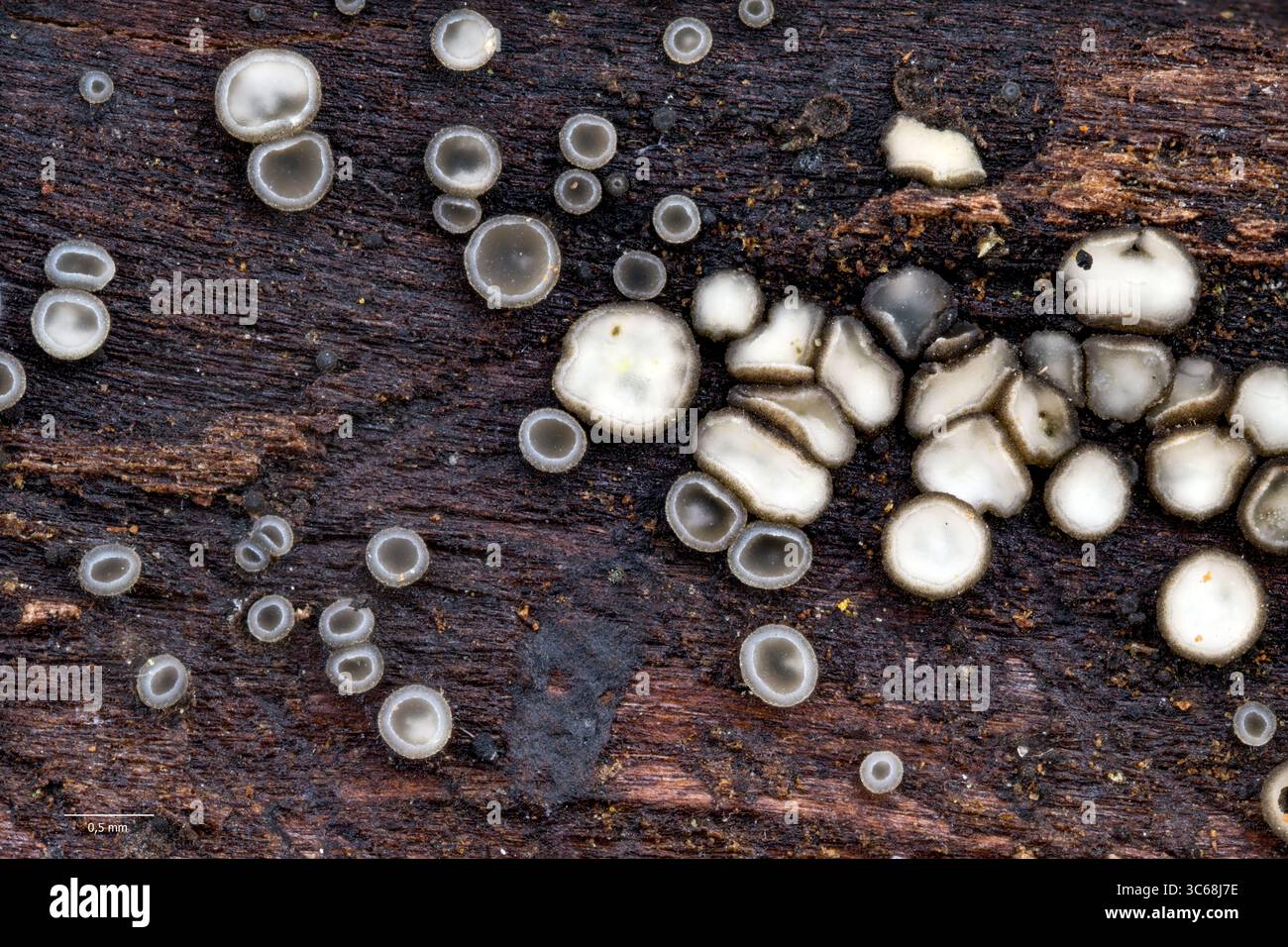 Mollisia melaleuca cresce su un tronco di albero marcio. Hidra (Agder), Norvegia sud-occidentale a luglio. Foto Stock Mollisia melaleuca cresce su un tronco di albero marcio. Hidra (Agder), Norvegia sud-occidentale a luglio. Foto Stock