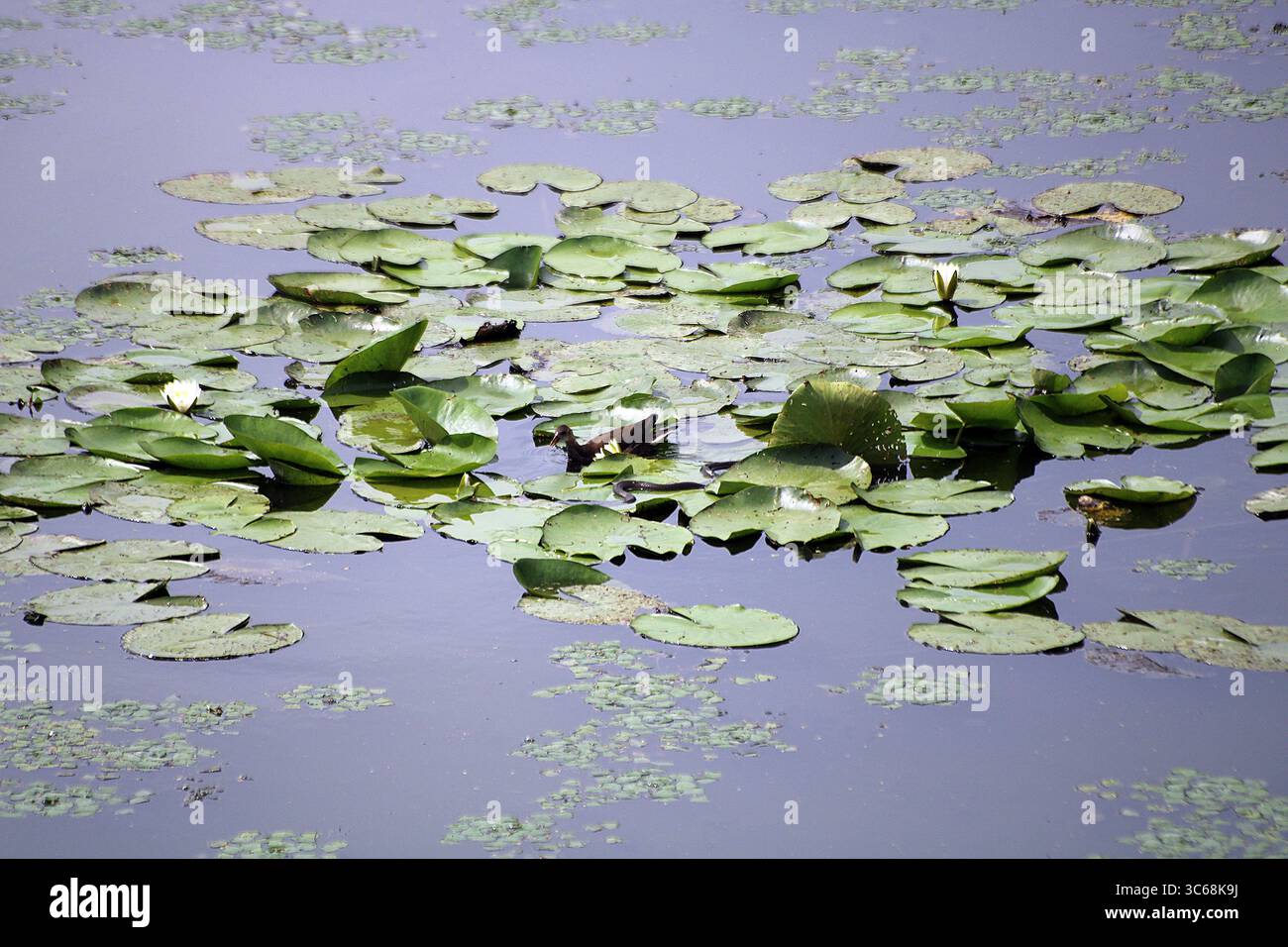 Foglie di ninfee con un amaro su di loro, Kis-Balaton, Ungheria Foto Stock
