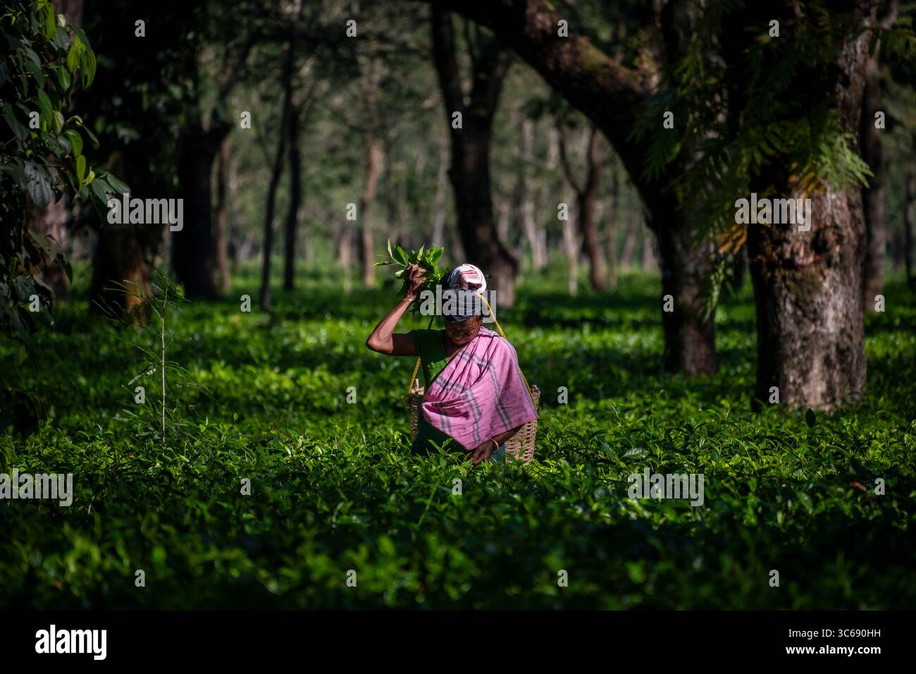 Una raccoglitrice di tè a Raghabbil, Assam, India Foto Stock