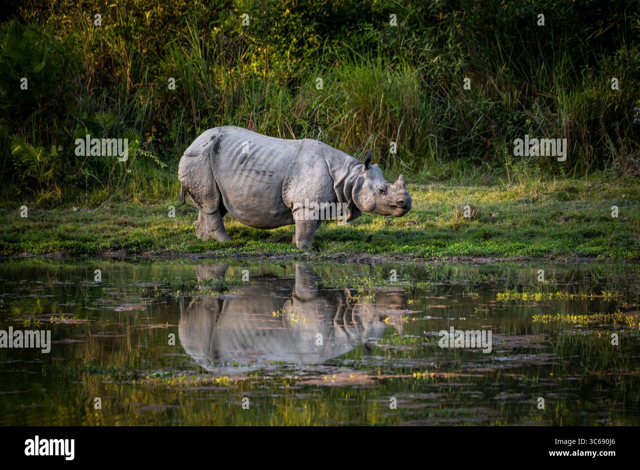 Rhinoceros indiano con un corno, Kaziranga National Park, Assam, India Foto Stock