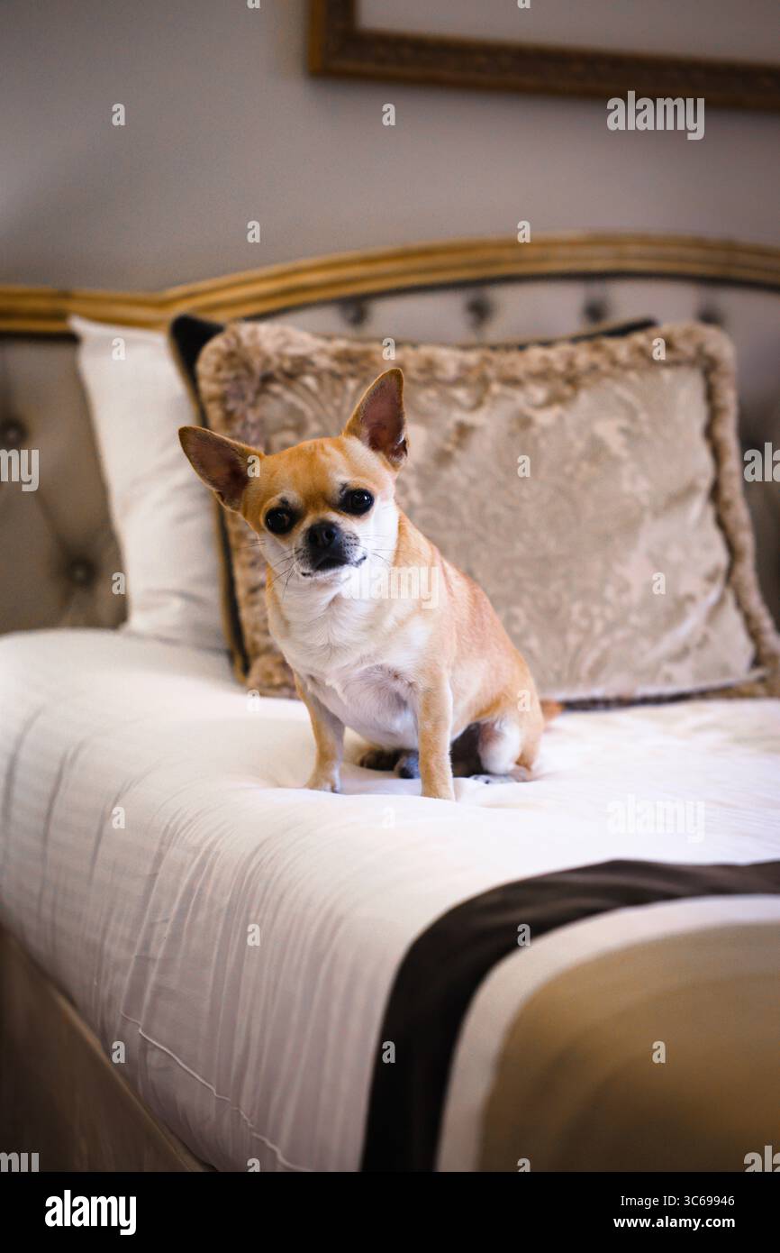 Un Chihuahua siede su un letto in una camera d'albergo in Lussemburgo Foto Stock