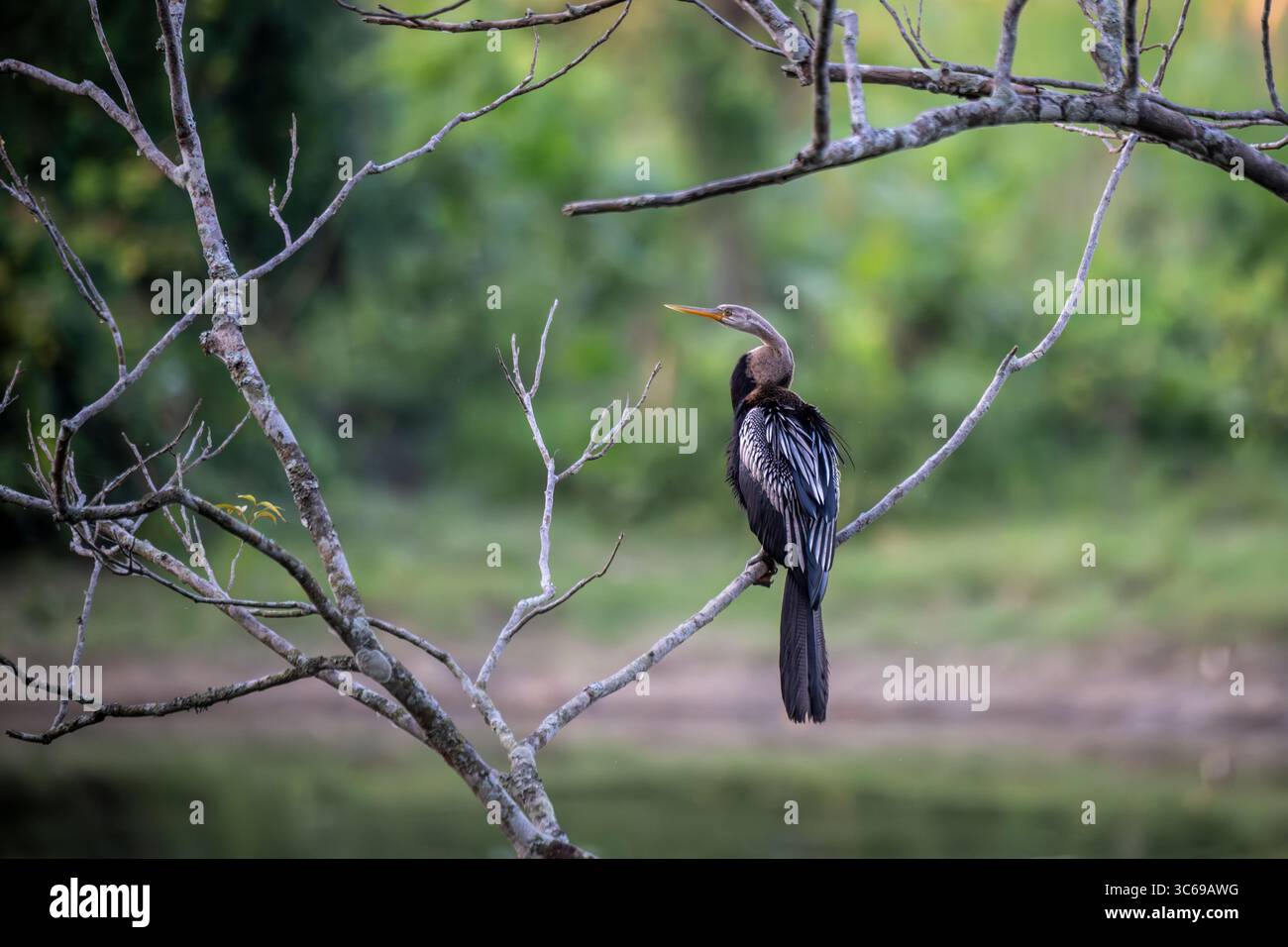 Un Anhinga nel Parco Nazionale di Kaziranga, Assam, India Foto Stock