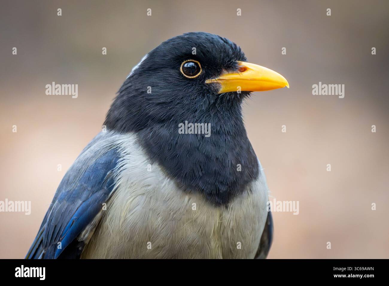 Un magpie blu a fattura gialla a Srinagar, India Foto Stock