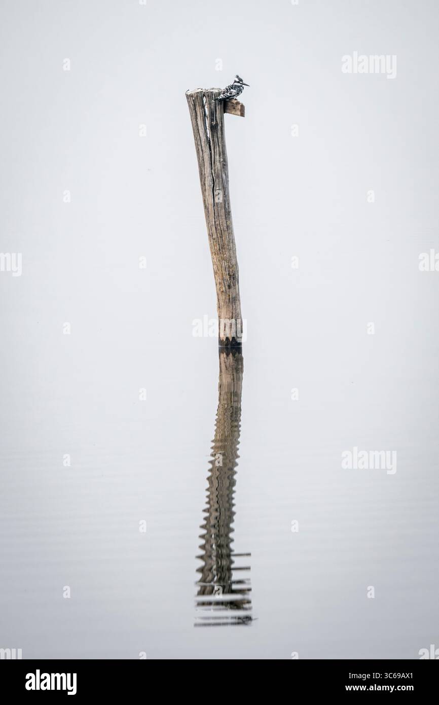 Un Kingfisher pied, dal Lake, Srinagar, India Foto Stock