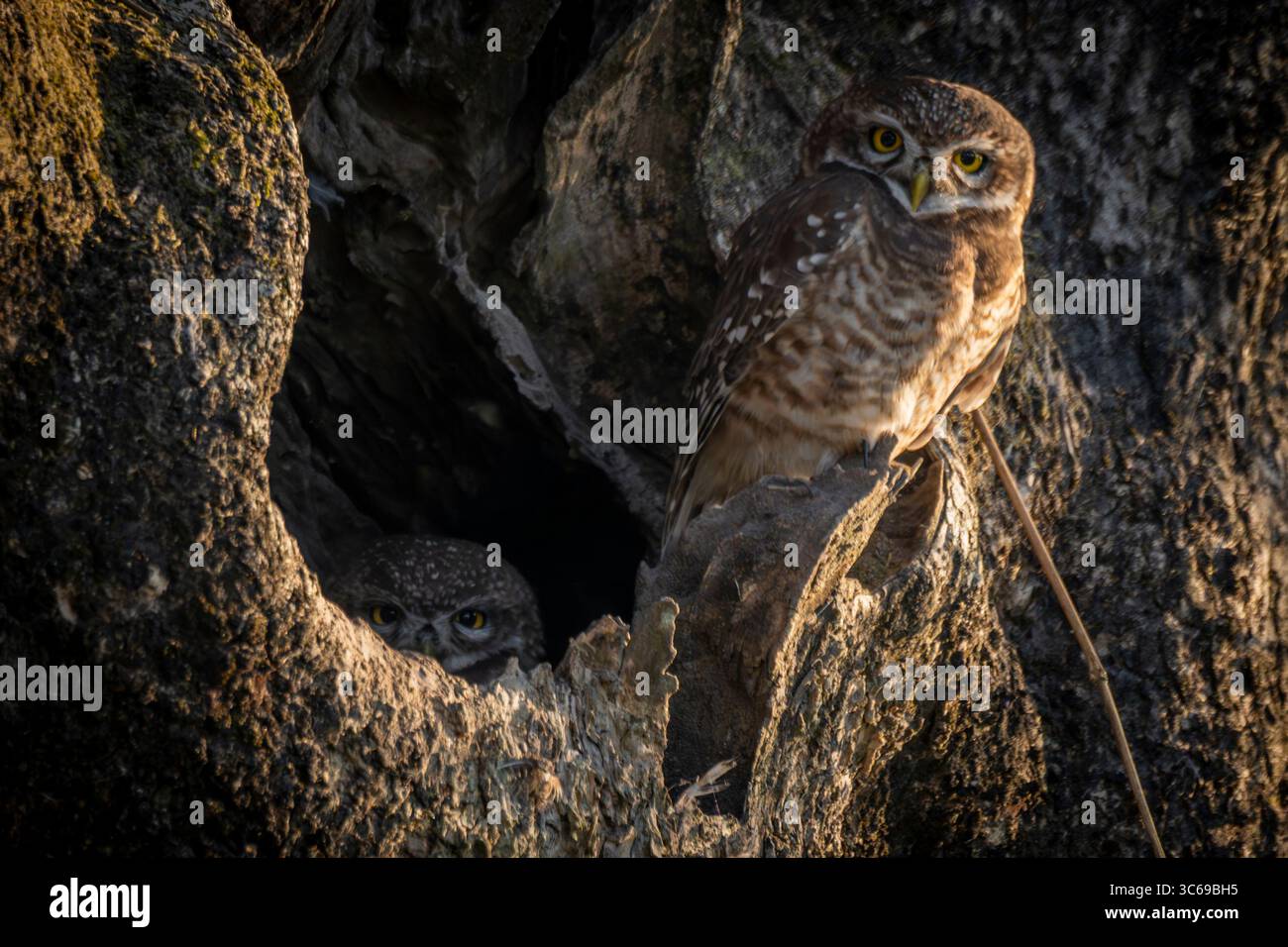 Due gufi macchiati nel Parco Nazionale di Jaldapara, Bengala Occidentale, India Foto Stock