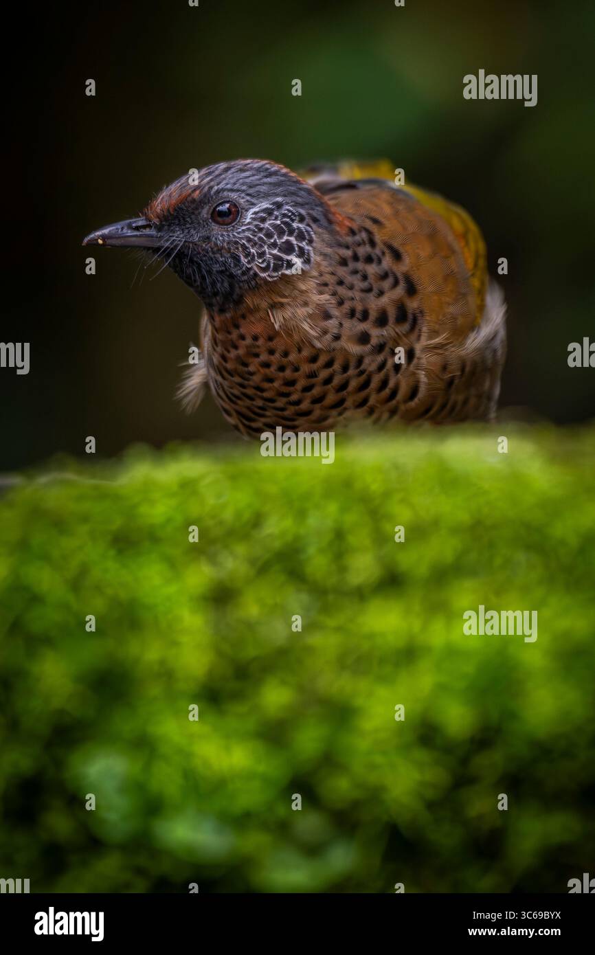 Gobba di castagno, Tiger Hill Bird Point, Darjeeling, Bengala Occidentale, India Foto Stock