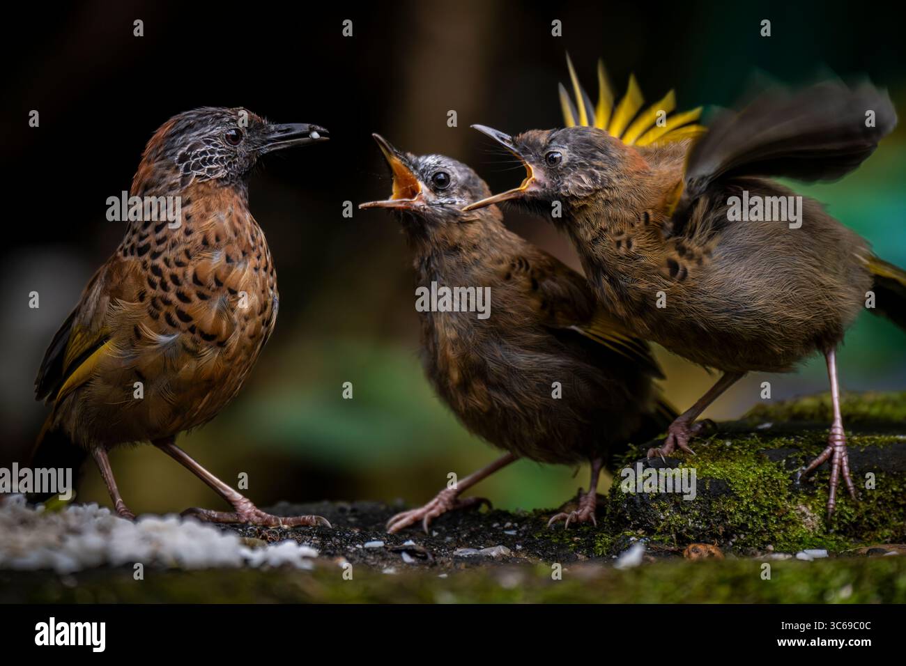 Gobba di castagno, Tiger Hill Bird Point, Darjeeling, Bengala Occidentale, India Foto Stock