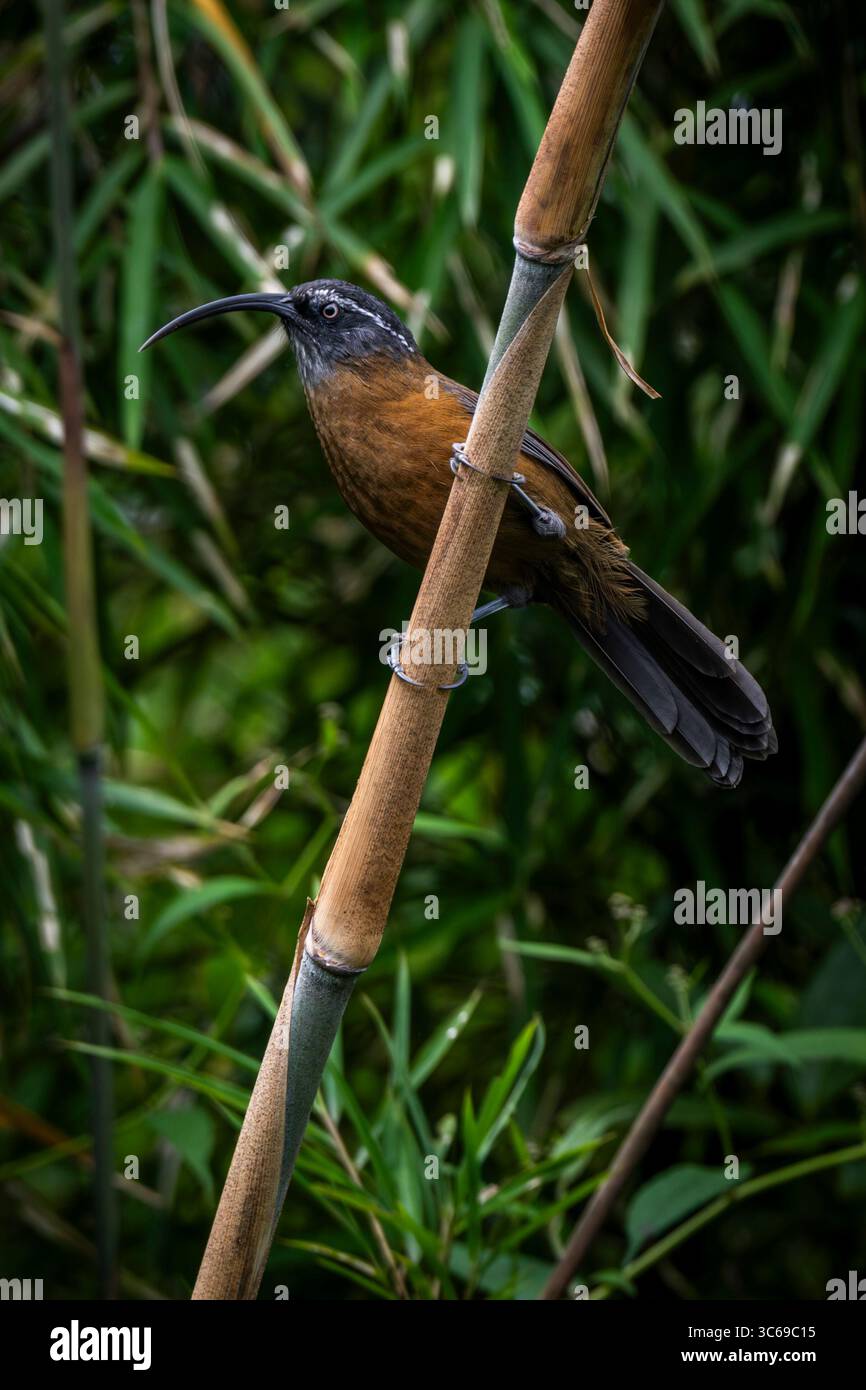 Scimmietta a scimmietta, Darjeeling, Bengala Occidentale, India Foto Stock